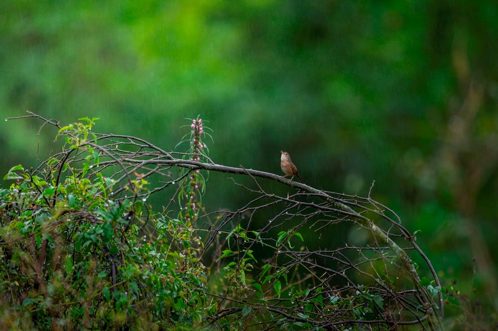 Bosque nativo protegido, biodiversidad en pie