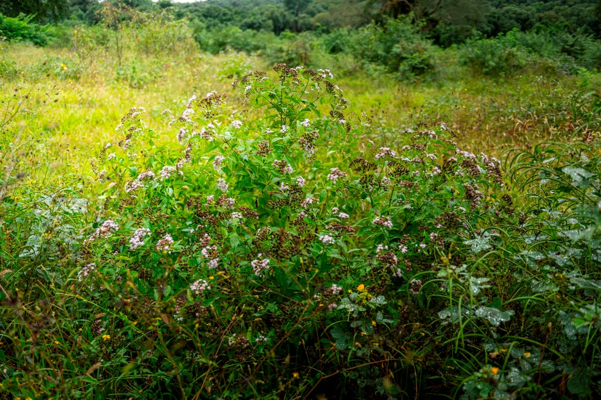 Bosque nativo protegido, biodiversidad en pie