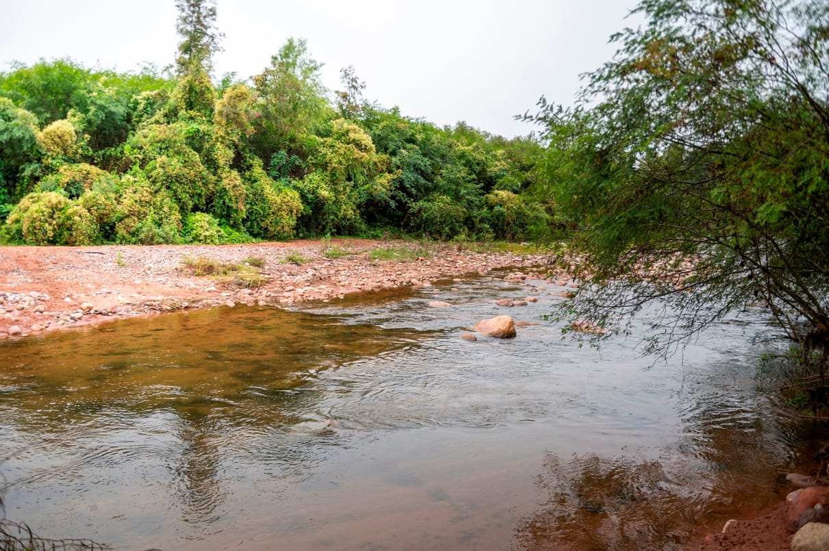 Bosque nativo protegido, biodiversidad en pie