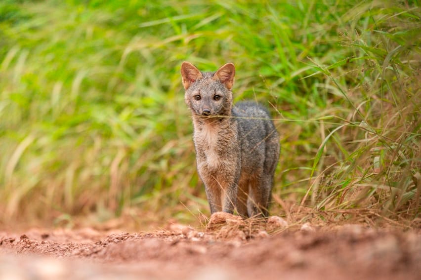 Bosque nativo protegido, biodiversidad en pie