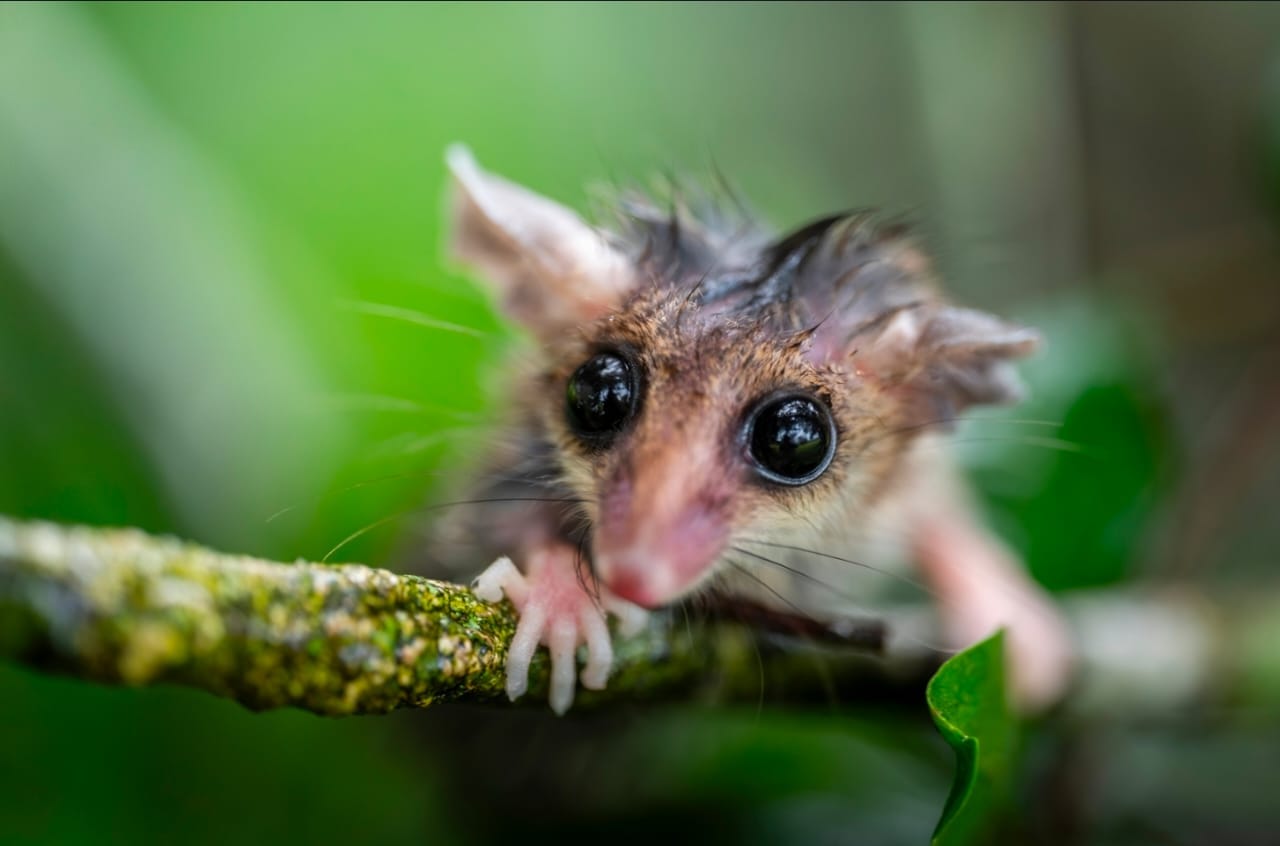 Bosque nativo protegido, biodiversidad en pie
