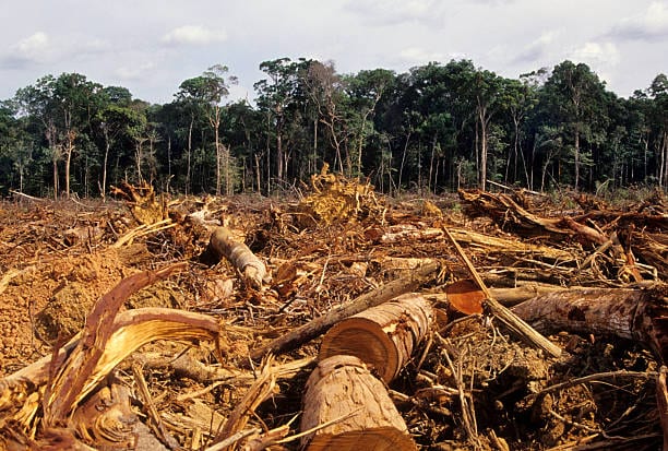 Deforestación: frontera productiva avanzando sobre el bosque