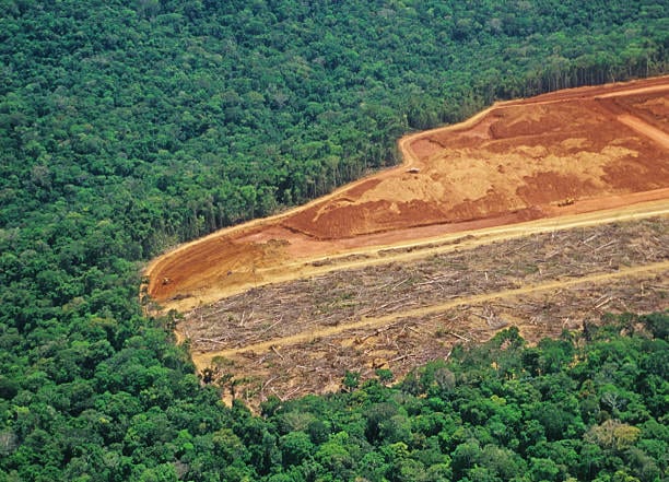 Deforestación: frontera productiva avanzando sobre el bosque
