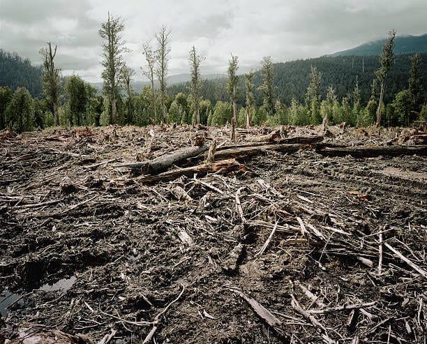 Deforestación: frontera productiva avanzando sobre el bosque