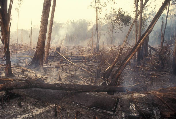 Deforestación: frontera productiva avanzando sobre el bosque